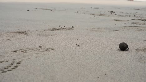 Hermit-crab-slowly-crawing-out-of-frame-on-a-sandy-beach-in-Costa-Rica