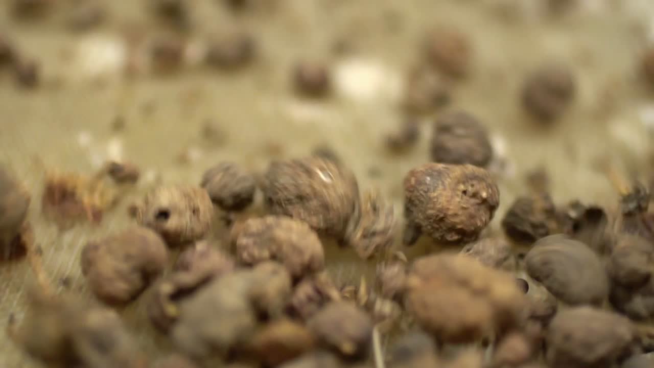 Macro Shot Of Madder Powder Being Made From Plant Roots, Organic Herbal Health Alternative