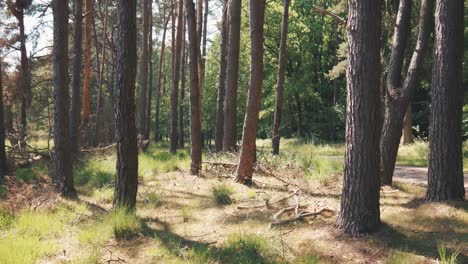 bosque de pinos a la luz del sol