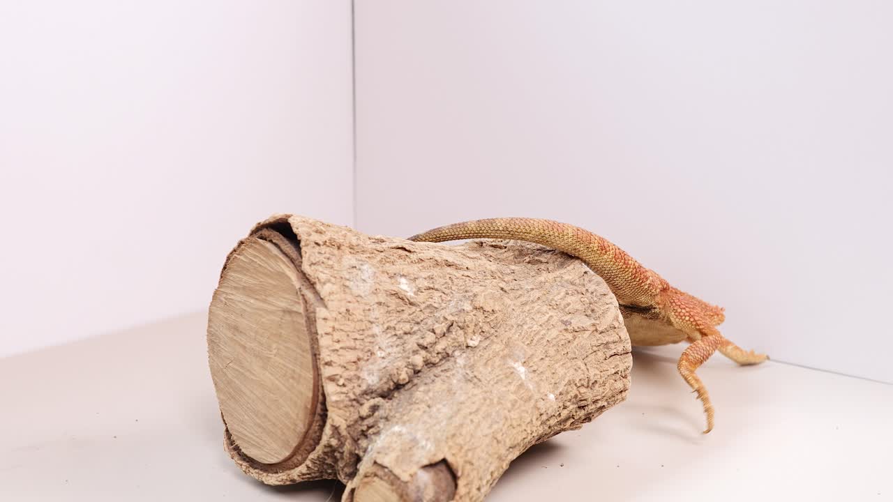 A bearded dragon on a log reacts to a nearby insect in a brightly lit, controlled environment