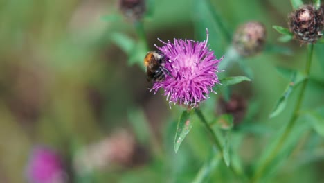 slow motion clip of common carder bumblebee comes to investigate