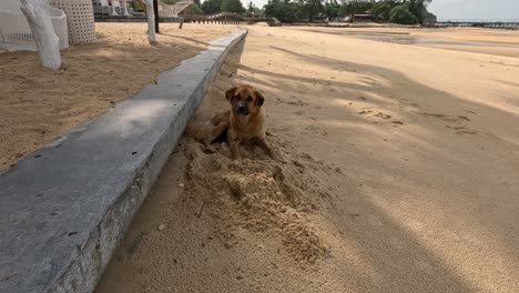 a brown dog energetically digs in the sand next to a concrete seawall on a sunlit, empty beach in ko phayam, thailand. static camera, natural daylight