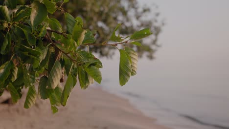 beech branch waving from the wind in the calm morning at knäbäckshusen south sweden, static close up