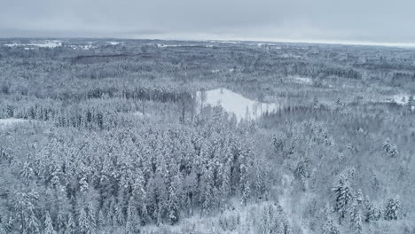 aerial foggy landscape with evergreen pine trees covered in fresh fallen snow