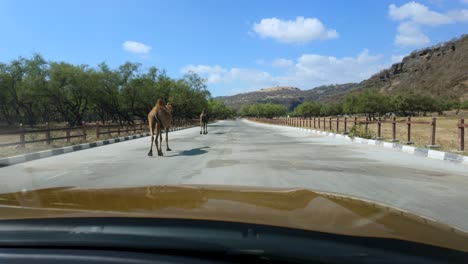 open range camels at the wadi darbat oasis, near salalah, oman