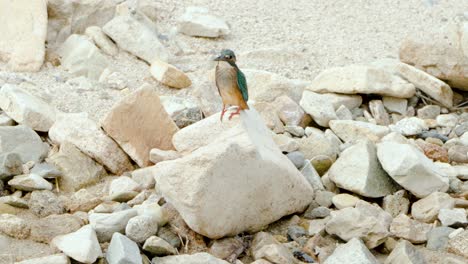 Martín-Pescador-Común-Hembra-Posado-Sobre-Piedra-Y-Ascendiendo-Volando---Cámara-Lenta