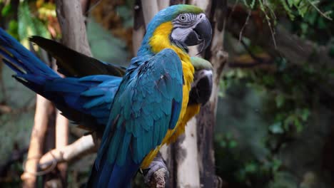 El-Guacamayo-Azul-Y-Amarillo,-Ara-Ararauna-También-Conocido-Como-Guacamayo-Azul-Y-Dorado,-Es-Un-Loro-Sudamericano-Grande-Con-Partes-Superiores-En-Su-Mayoría-Azules-Y-Partes-Inferiores-De-Color-Naranja-Claro