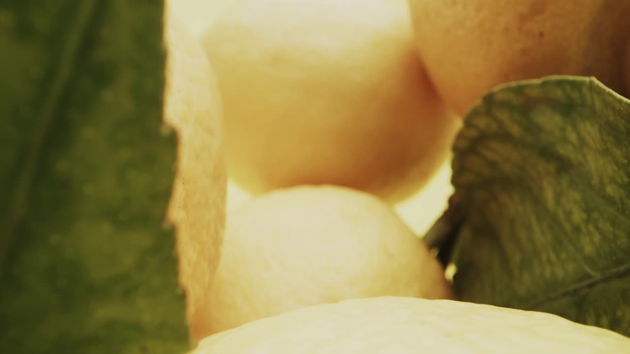 노란색 배경에 있는 맛있는 노란색 레몬의 놀라운 프로브 매크로 확대