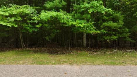 sideways track along the border of a local forest area