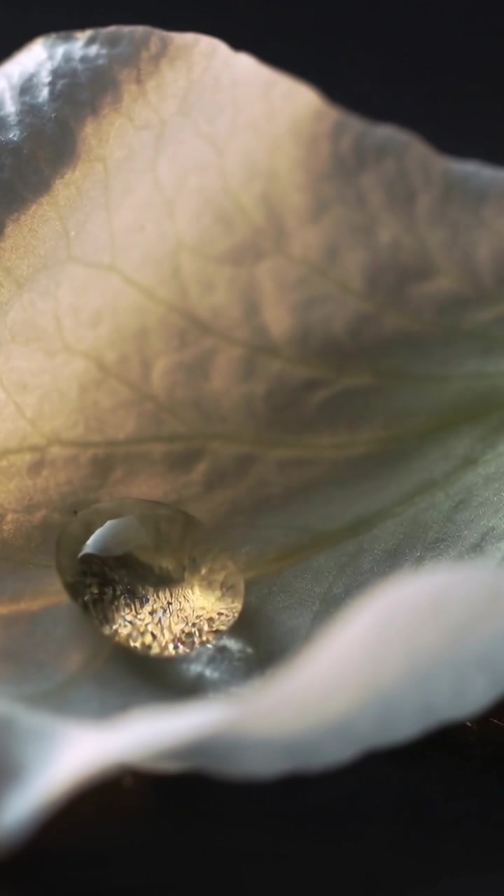 Video verticale: Petalo di fiore pallido illuminato in macro, con una gocciolina che si arrotonda e poi scivola a sinistra lungo la venatura