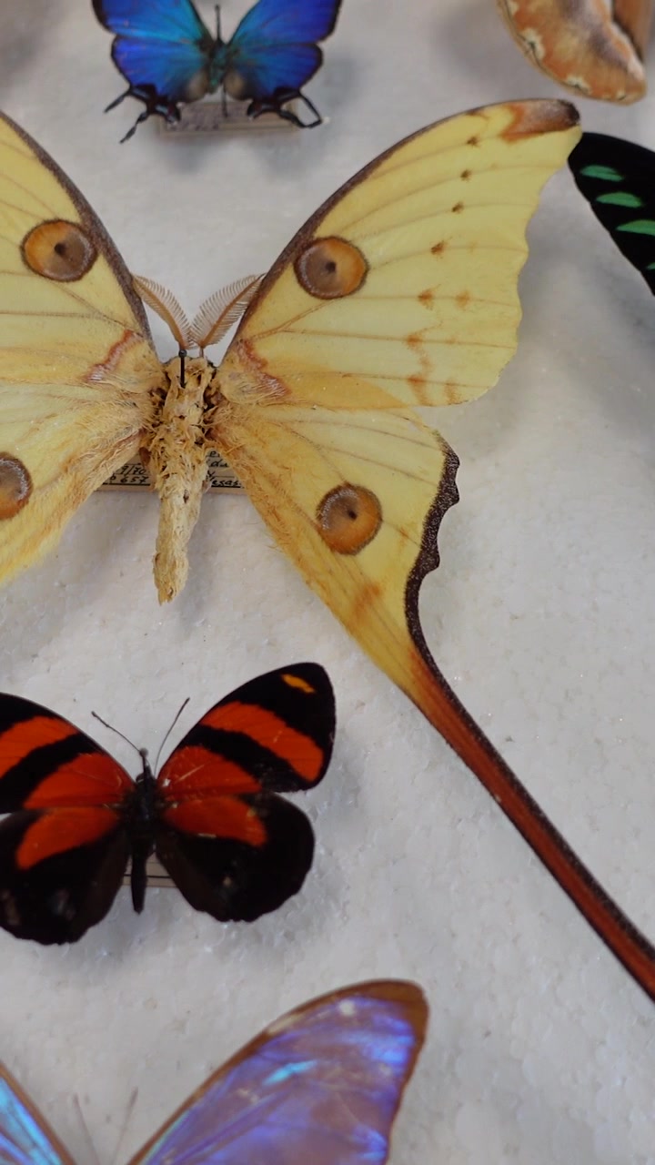 Vertical View of Butterfly collection. collection of butterflies of various species