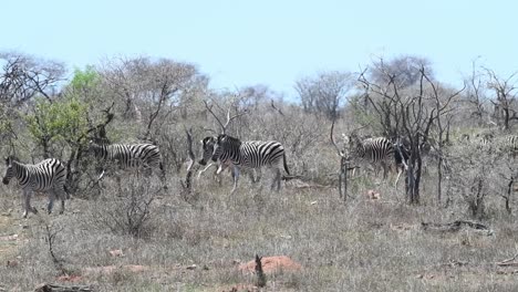 Breiter-Schuss-Einer-Herde-Von-Steppenzebras,-Die-In-Der-Trockenen-Landschaft-Des-Krüger-Nationalparks-Durch-Den-Rahmen-Kreuzen