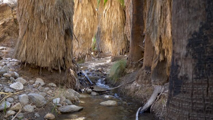 Creek Running Through California Palm Tree