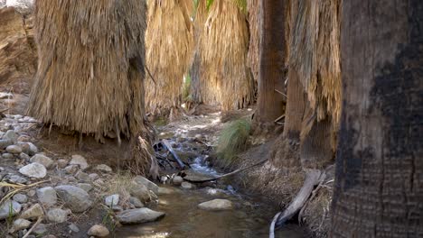 creek running through california palm tree