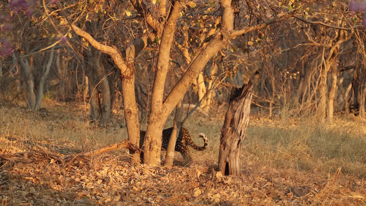 leopardo solitario olfateando tocón de árbol en luz dorada y luego alejándose, khwai, botswana