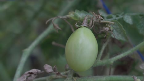 the hand of a farmer touching a green cherry tomato