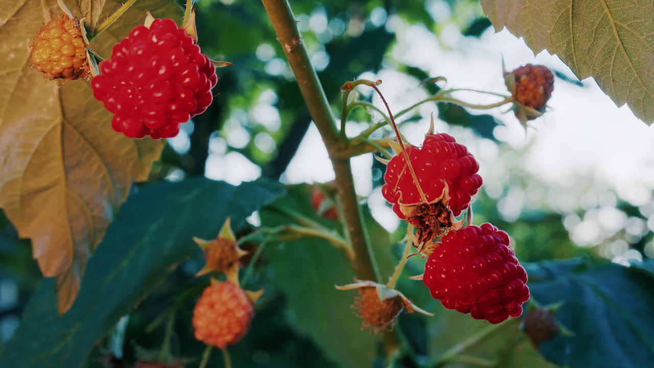 Close up of vibrant red raspberries in natural sunlight growing on a branch