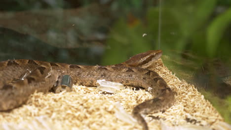 brown snake with triangles on its back slithering on a shredded particles inside a terrarium