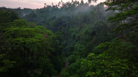 misty clouds caught between trees shroud tropical river valley jungle, aerial push in
