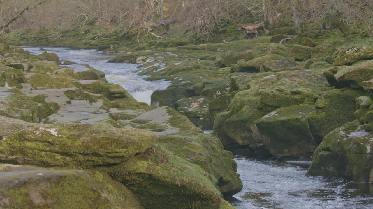 Lo Strid è una sezione pericolosa del fiume Wharfe che scorre attraverso la tenuta di Bolton Abbey, North Yorkshire, Regno Unito. 100fps 4k