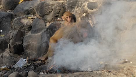 un mono macaco rhesus y un bebé recogiendo un montón de basura humeante y humeante para encontrar algo de comida