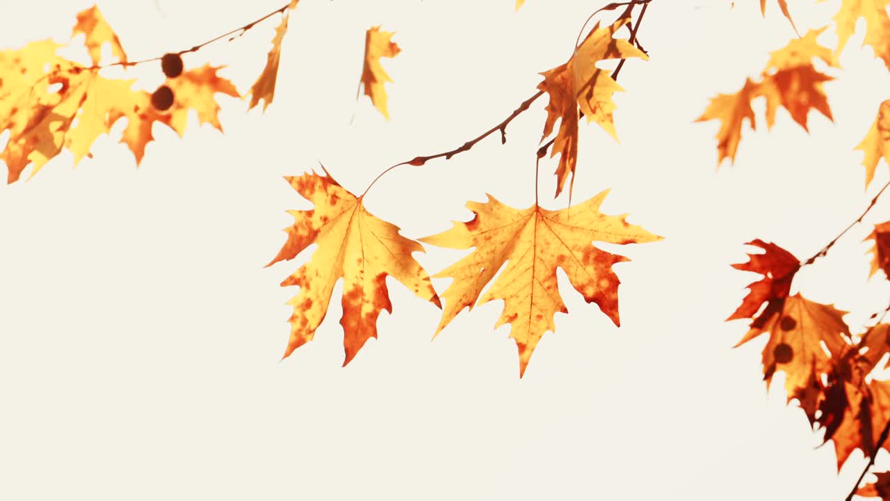 밝은 하늘을 배경으로 가을의 메이플 나무 잎