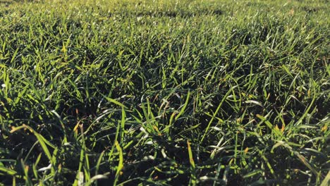 Close-up-of-blades-of-grass-swaying-softly-in-the-gentle-breeze-of-a-warm-sunny-day