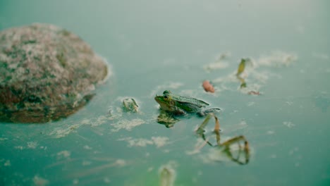 Blick-Auf-Einen-Frosch-Im-Natürlichen-Lebensraum