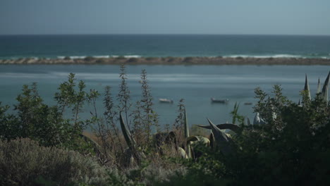 Still-shot-of-beach-vegetation-and-wild-aloe-vera-plants-by-the-ocean