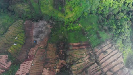 Impresionantes-Imágenes-Aéreas---Ascendiendo-Por-Encima-De-Una-Plantación-De-Montaña-Neblinosa