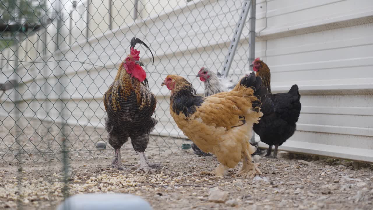 Chickens wander on the farm, viewed from behind a fence during the daytime. This scene captures the essence of farm life and the freedom of animals in a sunny, open space.
