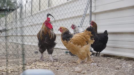 chickens wander on the farm, viewed from behind a fence during the daytime. this scene captures the essence of farm life and the freedom of animals in a sunny, open space.