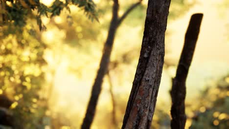 los rayos de sol se derraman a través de los árboles en el bosque brumoso