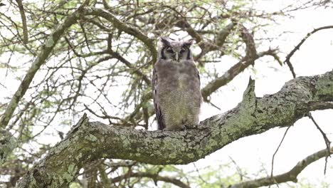 Große-Eule,-Die-Auf-Einem-Ast-Sitzt,-Uhu,-Ein-Großer-Eulenvogel-In-Tansania-In-Afrika-Im-Naturschutzgebiet-Ngorongoro-Im-Ndutu-Nationalpark,-Afrikanische-Vögel-Und-Tiere-Auf-Safari