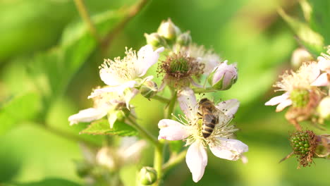 a bee walks on the blooming flowers of a blackberry