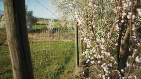 White-Blossoms-on-Tree-Limbs-Blowing-|-Blooming-White-Trees-in-Apple-Orchid,-Farmland-in-Germany,-Europe,-4K