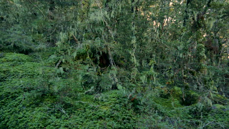 slow pan shot showing deep jungle of fiordland national park in new zealand