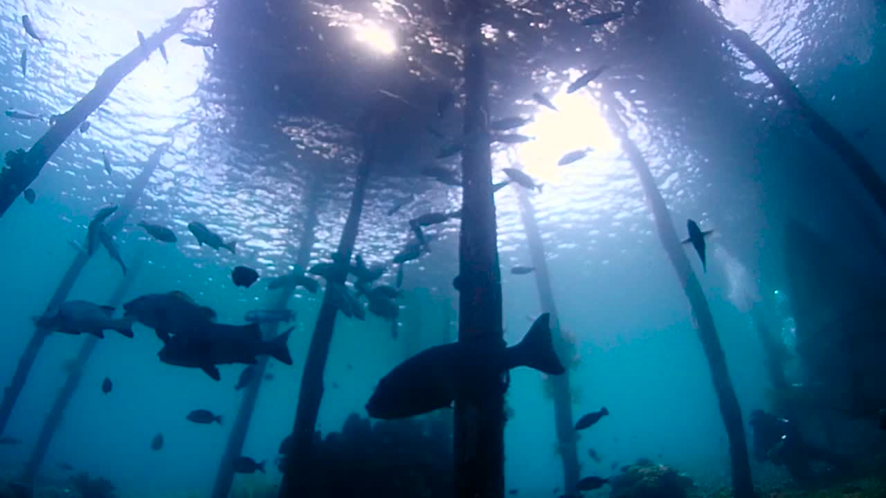 아래로 비치는 태양은 나무 부두의 널빤지를 통과했습니다.