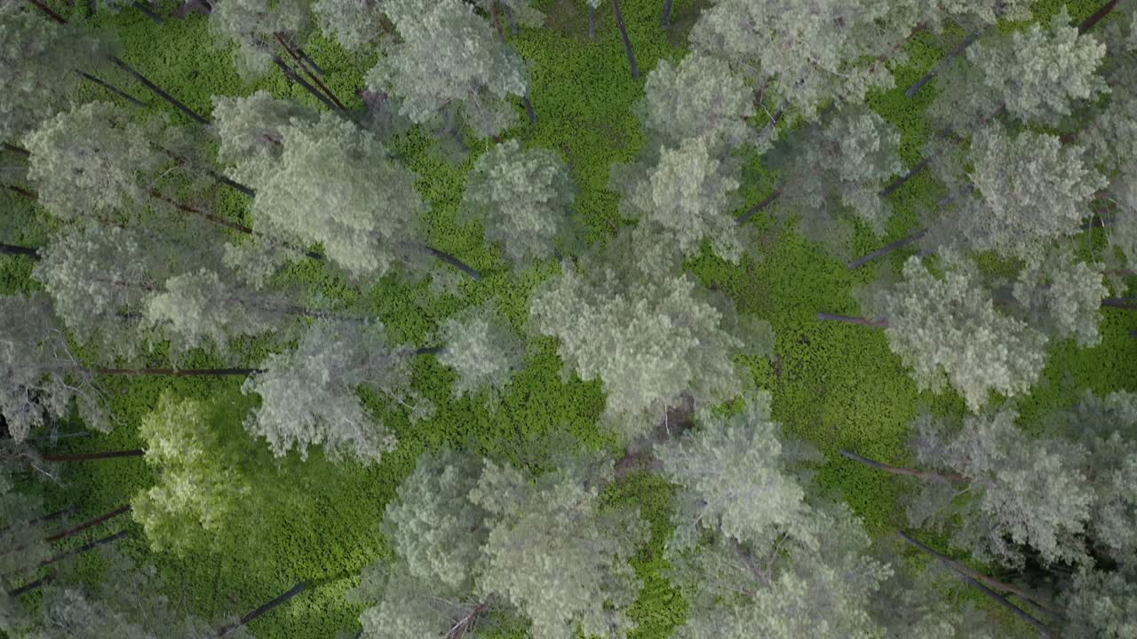 폴란드 바르미아 의 봄 소나무 숲 의 위 에서 내려다보는 모습 - 드론 촬영