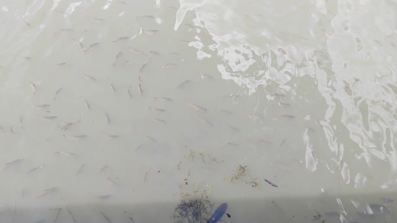 Tame fish eagerly await feeding in a pond, their mouths breaking the surface. They gather expectantly, ready for a meal from human hands.