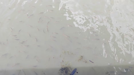 tame fish eagerly await feeding in a pond, their mouths breaking the surface. they gather expectantly, ready for a meal from human hands.