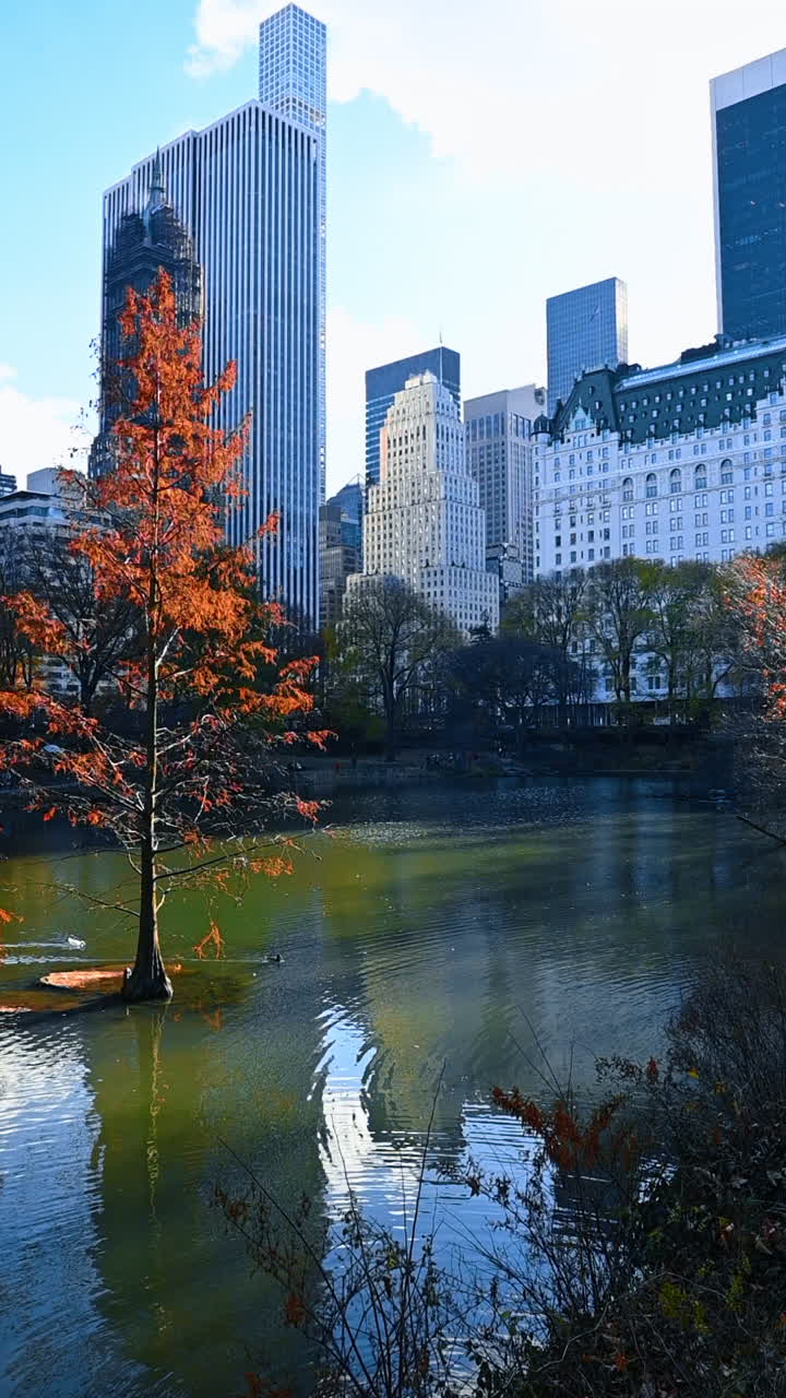 Patos nadam no lago ao redor da árvore com folhagem laranja. Outono em Nova York. Parque cercado por edifícios altos. Vídeo vertical