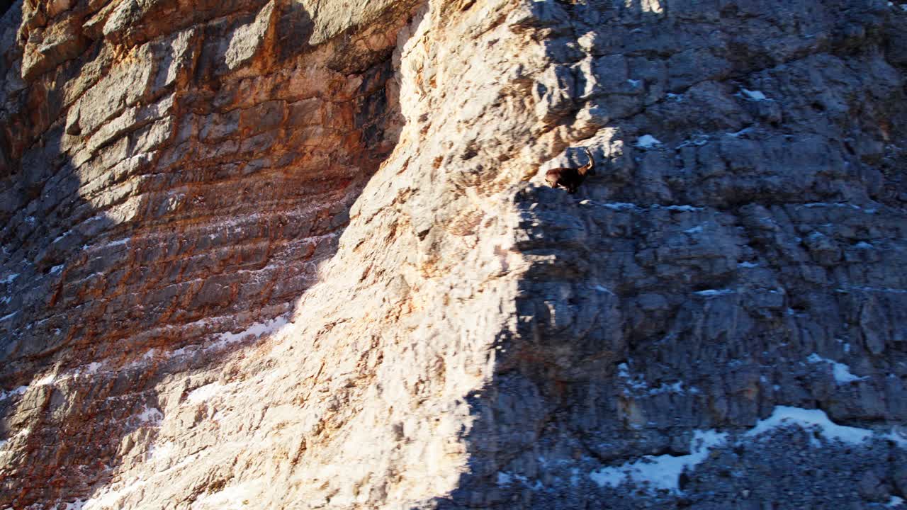cabra montés alpino corriendo sobre rocas en los dolomitas