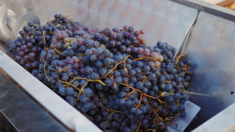 freshly picked grapes during the harvest at a winery 1