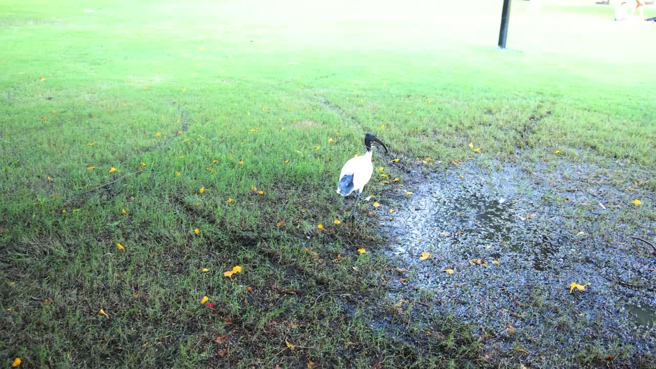 이비스가 잔디에서 고 고 있다