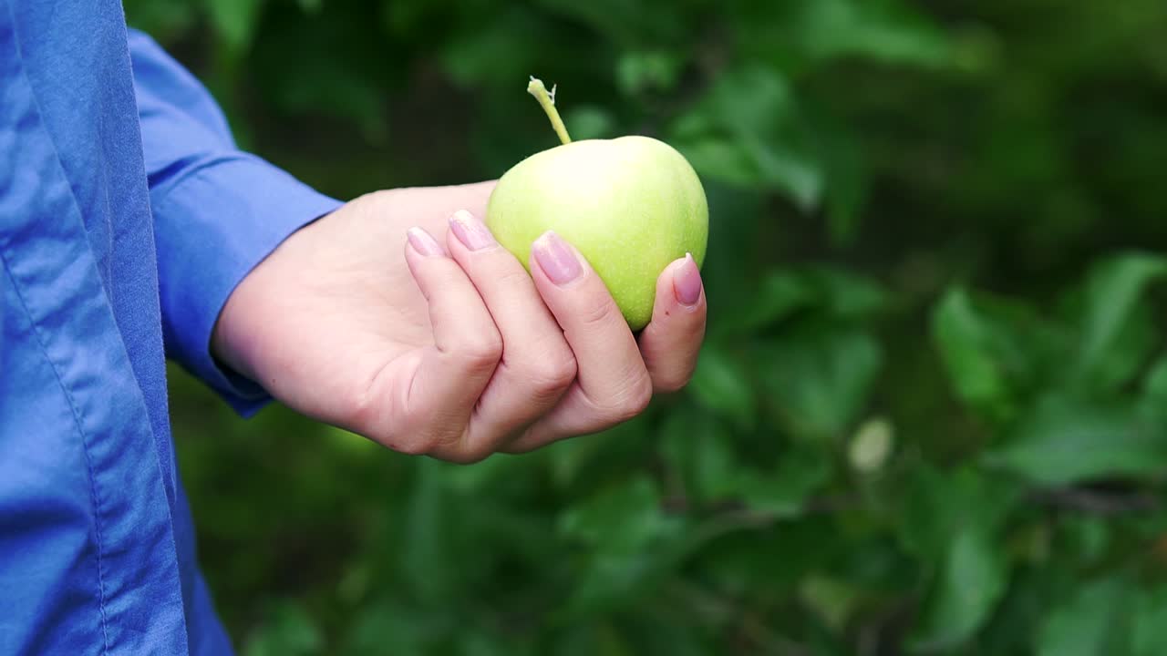 A branch of ripe green apples on a tree. Girl's hand picks an apple