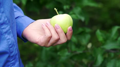 a branch of ripe green apples on a tree. girl's hand picks an apple