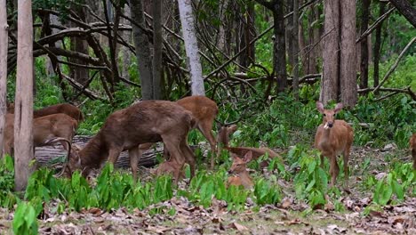 El-Ciervo-Del-Campo-Es-Una-Especie-En-Peligro-De-Extinción-Debido-A-La-Pérdida-De-Hábitat-Y-La-Caza