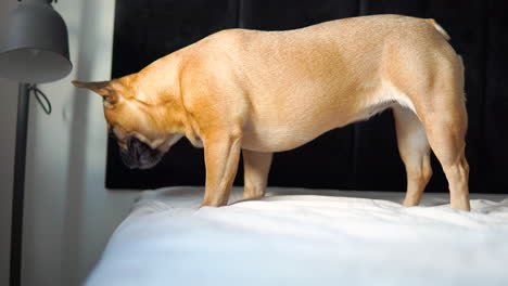 french bulldog standing on edge of bed and looking down to floor