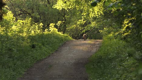 the fox with prey enters the narrow rocky path in the middle of the forest